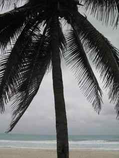 棕榈树海滩