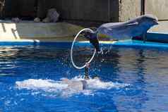 海豚跳水池