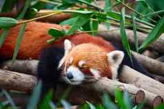 红色的熊猫火狐