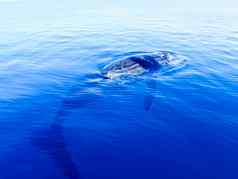 淹没座头鲸鲸鱼深蓝色的海洋