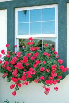 红色的花窗口
