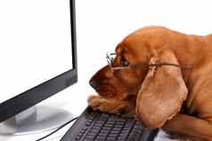 英语溺爱猎犬狗键盘监控