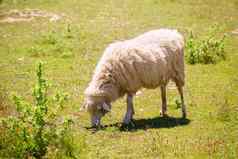 羊放牧草医护巴利阿里群岛