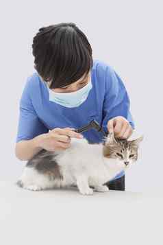 女兽医检查猫的耳朵耳镜设备灰色的背景
