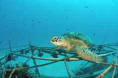 海乌龟珊瑚礁水下蓝色的海洋Sipadan