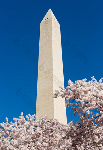 华盛顿纪念碑塔花朵