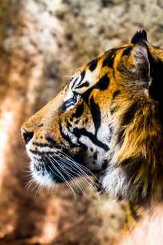 孟加拉老虎