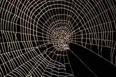 蜘蛛网络模式万圣节可怕的蜘蛛网