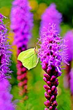 常见的硫磺蝴蝶坐着紫色的花
