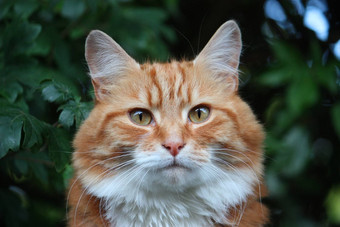 美丽的长头发的姜猫