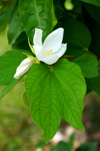 雪兰花树紫荆花acuminata