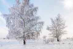 景观雪蓝色的天空冬天场景