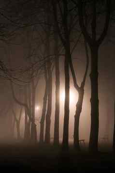 多雾的公园小巷长椅树silhoettes晚上