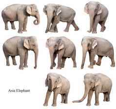女亚洲大象孤立的