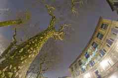 树晚上市中心卢卡意大利