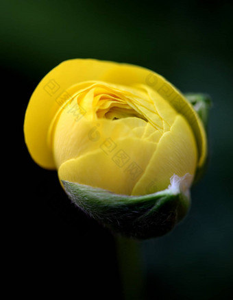 植物<strong>花</strong>植物