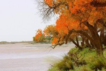 异形叶的杨树河