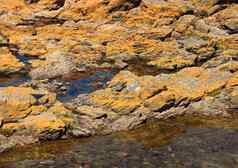 黄色的海藻岩石海洋