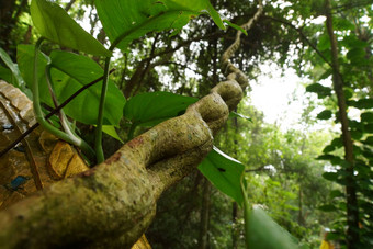 猴子梯藤本植物<strong>紫荆花</strong>热带雨森林