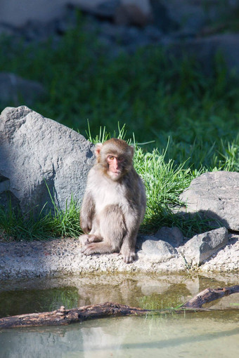 日本短尾猿坐着安静地