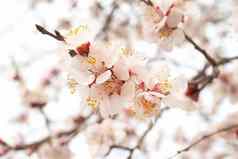杏仁树粉红色的花