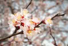 杏仁树粉红色的花