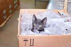 黑色的猫坐着纸板盒子包括包装袋事实