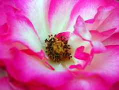 粉红色的玫瑰花特写镜头