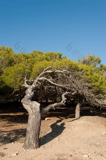 被<strong>风吹</strong>的松树