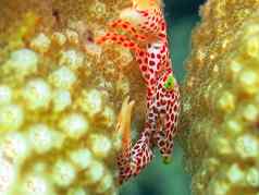 蓬勃发展的珊瑚礁活着海洋生活浅滩鱼