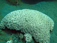 蓬勃发展的珊瑚礁活着海洋生活浅滩鱼