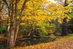 秋天风景黄色的叶子树