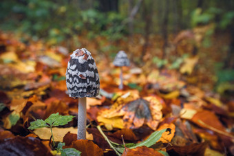 痣皮卡西亚蘑菇秋天风景