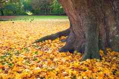秋天场景公园黄色的秋天枫木