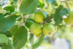 苹果水果日益增长的苹果树分支果园