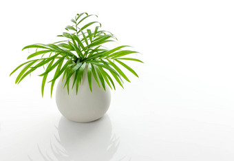 绿色棕榈叶子白色陶瓷花瓶