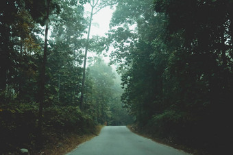 神秘的多雾的森林路阳光农村风景空农村污垢湿路领先的多雾的森林秋天树郁郁葱葱的树叶旅行旅游自然背景概念