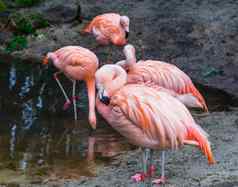 粉红色的智利火烈鸟特写镜头鸟家庭背景热带色彩斑斓的鸟美国