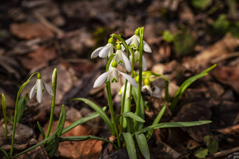 雪<strong>花</strong>莲春天<strong>花</strong>精致的雪<strong>花</strong>莲<strong>花</strong>春天符号早期雪<strong>花</strong>莲<strong>花</strong>白色雪<strong>花</strong>莲加兰蒂斯早期春天<strong>花</strong>园