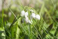 白色春天花绿色快乐雪花莲春天花新鲜的绿色补充白色雪花莲花朵