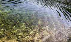 棕色（的）鳟鱼湖泊特湖泊国家公园