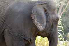 大象森林特写镜头前面亚洲大象我愿意