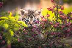 可爱的小猫隐藏灌木