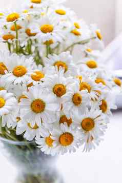 花束白色雏菊花瓶窗口白色