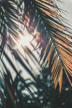棕榈叶子覆盖太阳日落