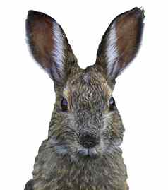 特写镜头脸毛有趣的复活节兔子头孤立的白色背景