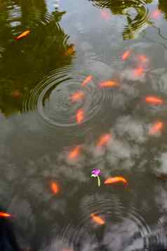 美丽的色彩斑斓的鱼池塘