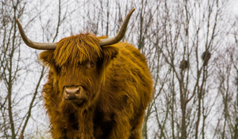 脸高地牛特写镜头苏格兰牛受欢迎的驯养的农场动物
