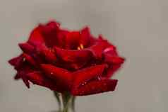 色调红色的玫瑰水滴模糊背景特写镜头视图