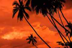 棕榈轮廓温暖的生活珊瑚天空